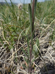Erysimum inconspicuum