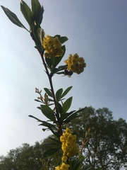 Berberis × ottawensis