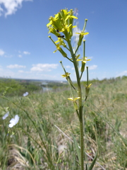Erysimum inconspicuum