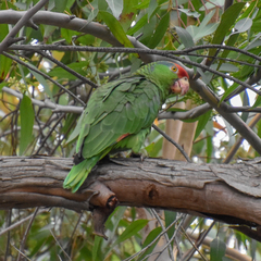 Amazona viridigenalis