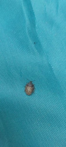 European Turtle-bug, 7964 KS Ansen, Nederland, photo 10 of 10