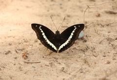Bassarona teuta