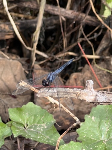 White-tipped Demon