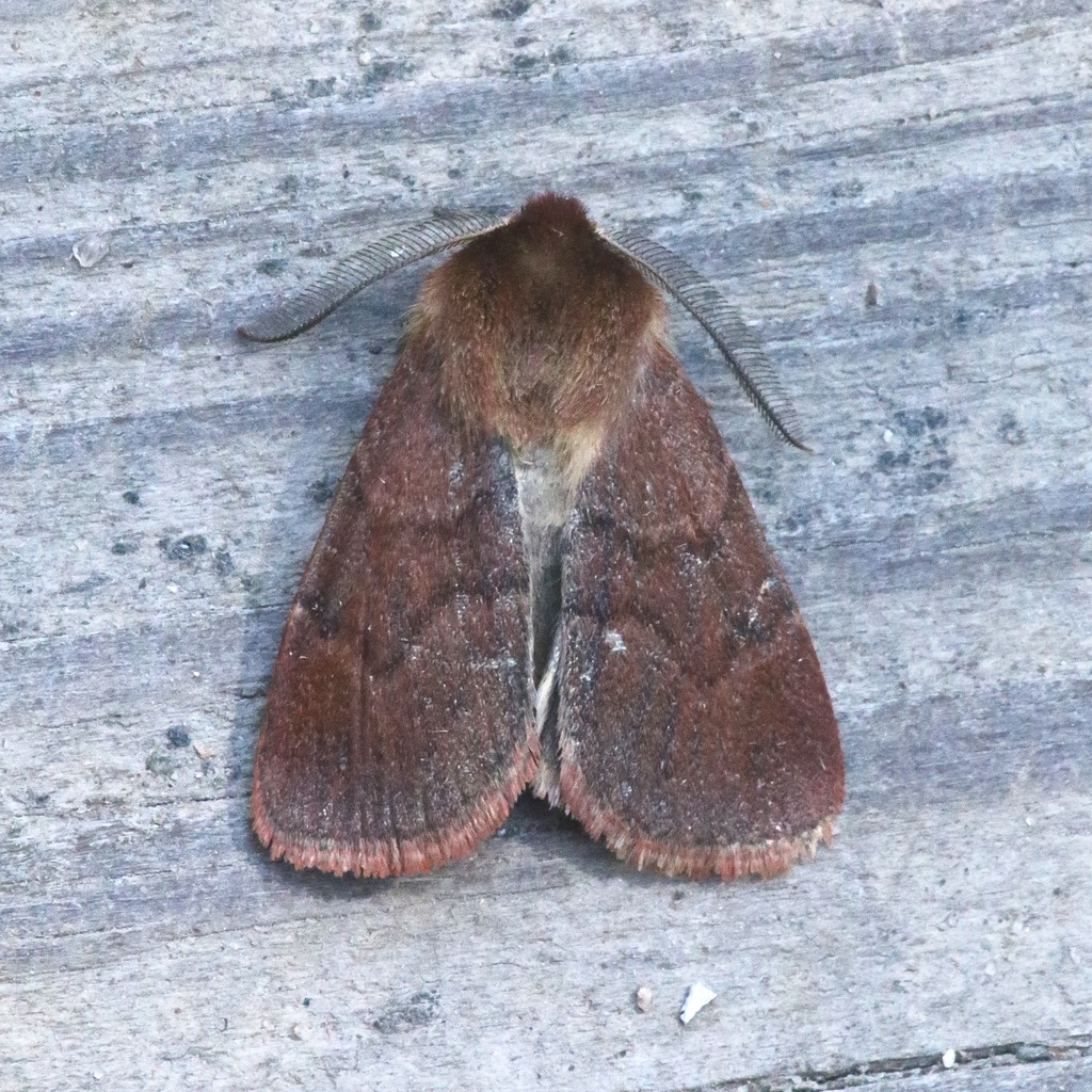 Hemipachnobia