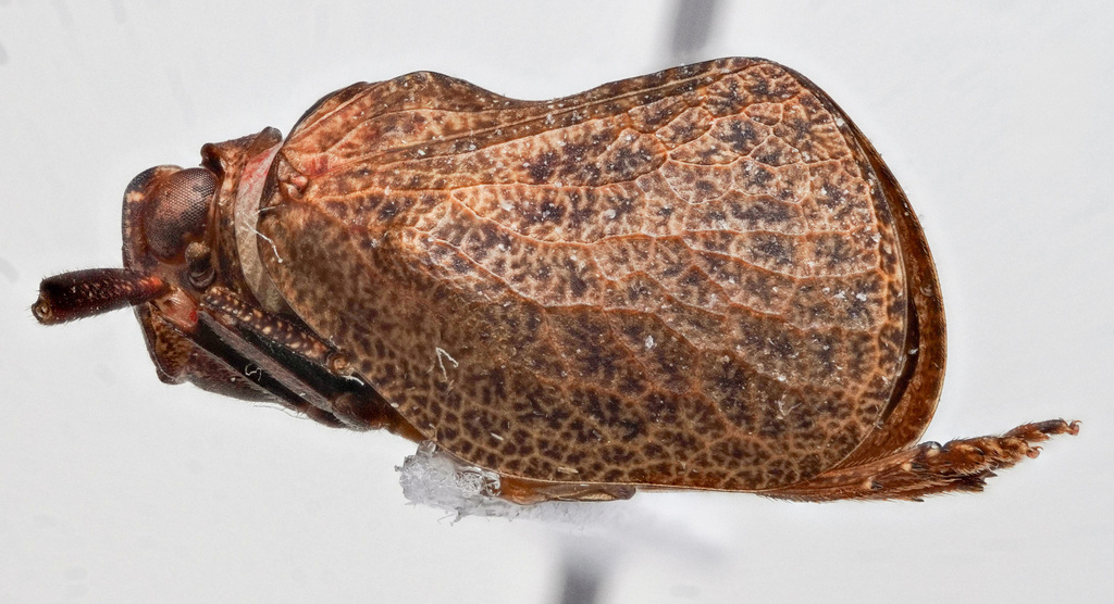 Scalabis punctatella