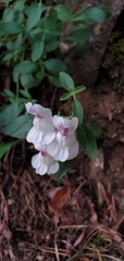 Antirrhinum sempervirens, photograph (c) Katie Pearson, some rights reserved (CC BY)