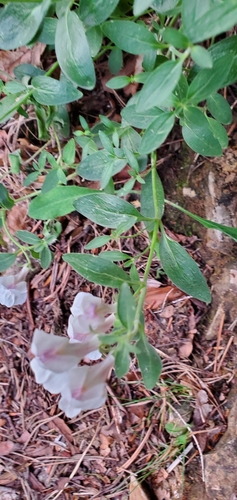 Antirrhinum sempervirens, photograph 6