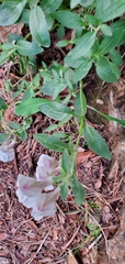 Antirrhinum sempervirens, photograph (c) Katie Pearson, some rights reserved (CC BY)