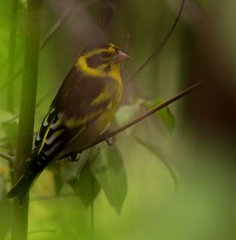 Chloris spinoides