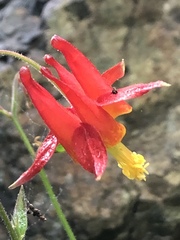 Aquilegia formosa