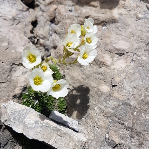 Vandel's Saxifrage (Saxifraga vandellii)