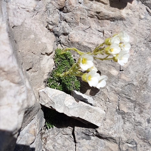 Image of Saxifraga vandellii by (c) Marcello Manara, some rights reserved (CC BY)