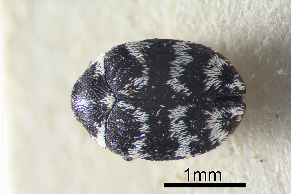 Anthrenus albostictus
