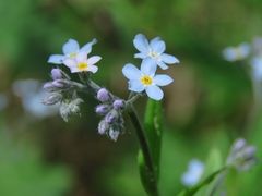 Myosotis krylovii