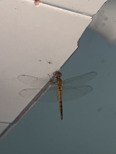 Wandering Glider
