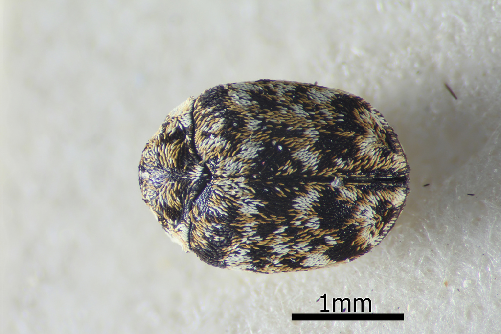 Anthrenus capensis