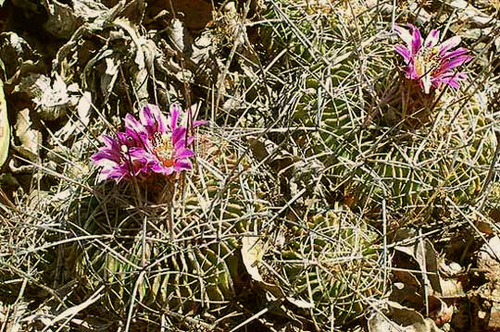 Stenocactus crispatus