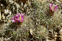 Stenocactus crispatus