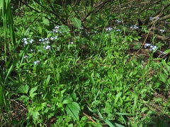 Myosotis krylovii