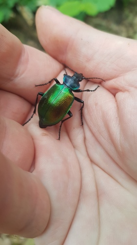 Calosoma sycophanta