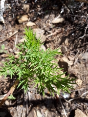 Lomatium brandegeei