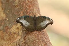 Dophla evelina