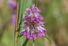 Strangalia virilis