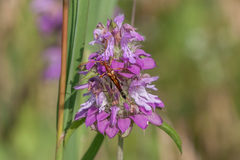 Strangalia virilis