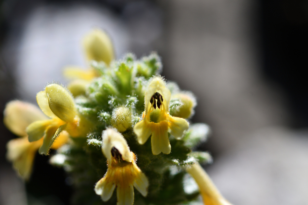 Euphrasia nankotaizanensis