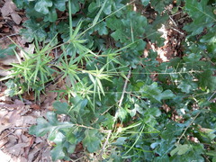 Dichanthelium scribnerianum