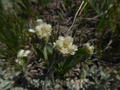 Antennaria microphylla