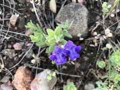 Scutellaria brittonii