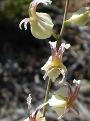 Streptanthus glandulosus secundus