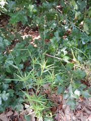 Dichanthelium scribnerianum