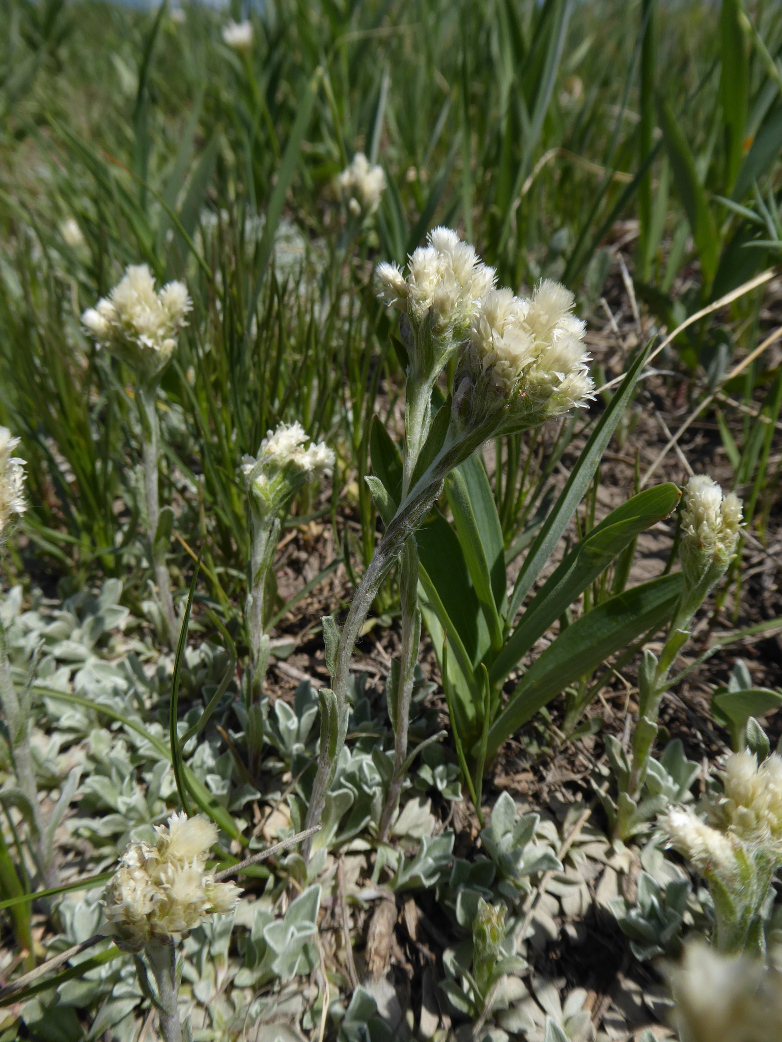 Antennaria microphylla
