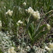 Antennaria microphylla - Photo (c) Annette Le Faive, algunos derechos reservados (CC BY-NC), subido por Annette Le Faive