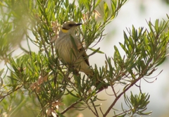 Ptilotula plumula