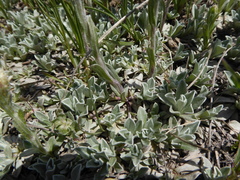 Antennaria microphylla