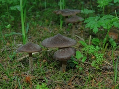 Entoloma vernum