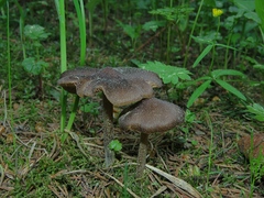 Entoloma vernum