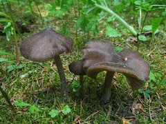 Entoloma vernum