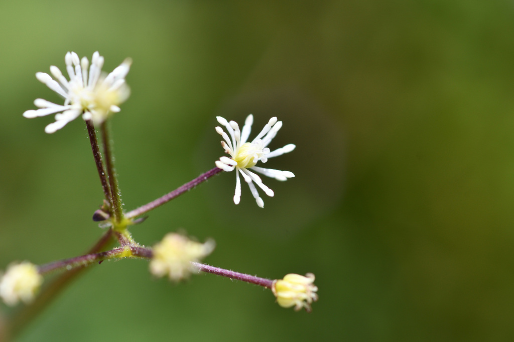 Thalictrum myriophyllum