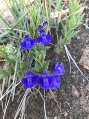 Scutellaria brittonii