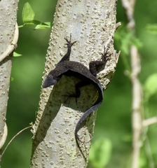 Anolis jubar oriens