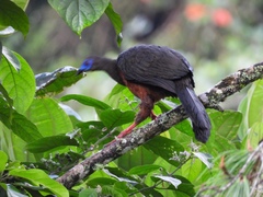 Chamaepetes goudotii