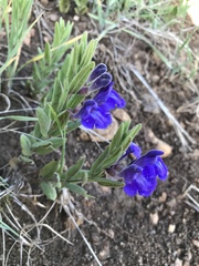 Scutellaria brittonii
