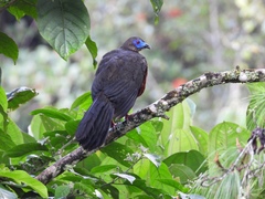 Chamaepetes goudotii