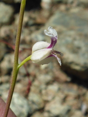 Streptanthus glandulosus secundus