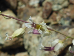 Streptanthus glandulosus secundus