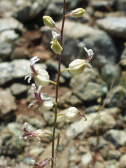 Streptanthus glandulosus secundus